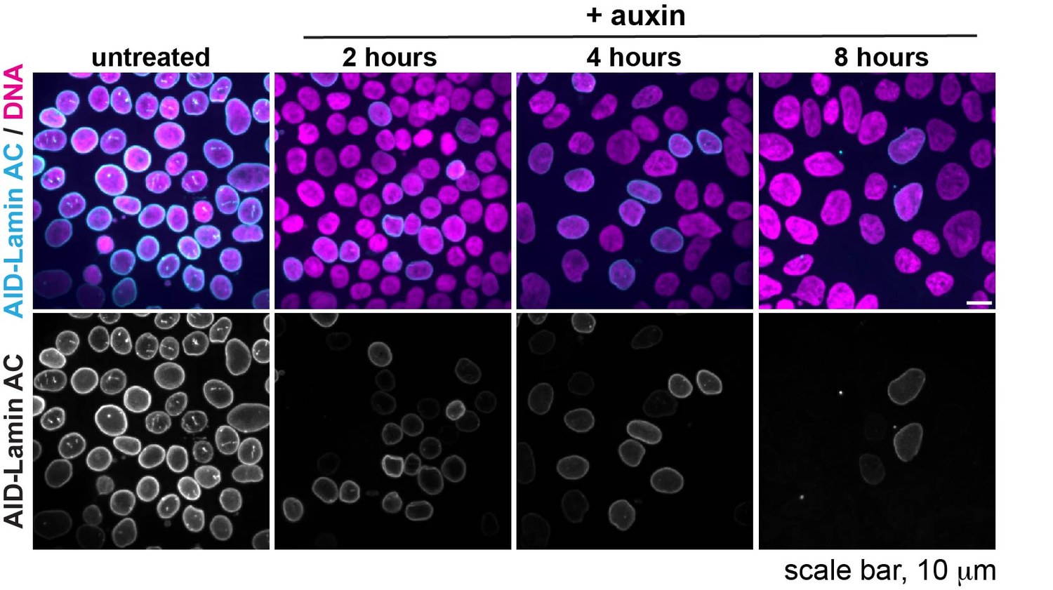 Acute degron depletion of lamin A/C over an 8-hour auxin time course; lamin A/C in cyan, DNA in magenta.