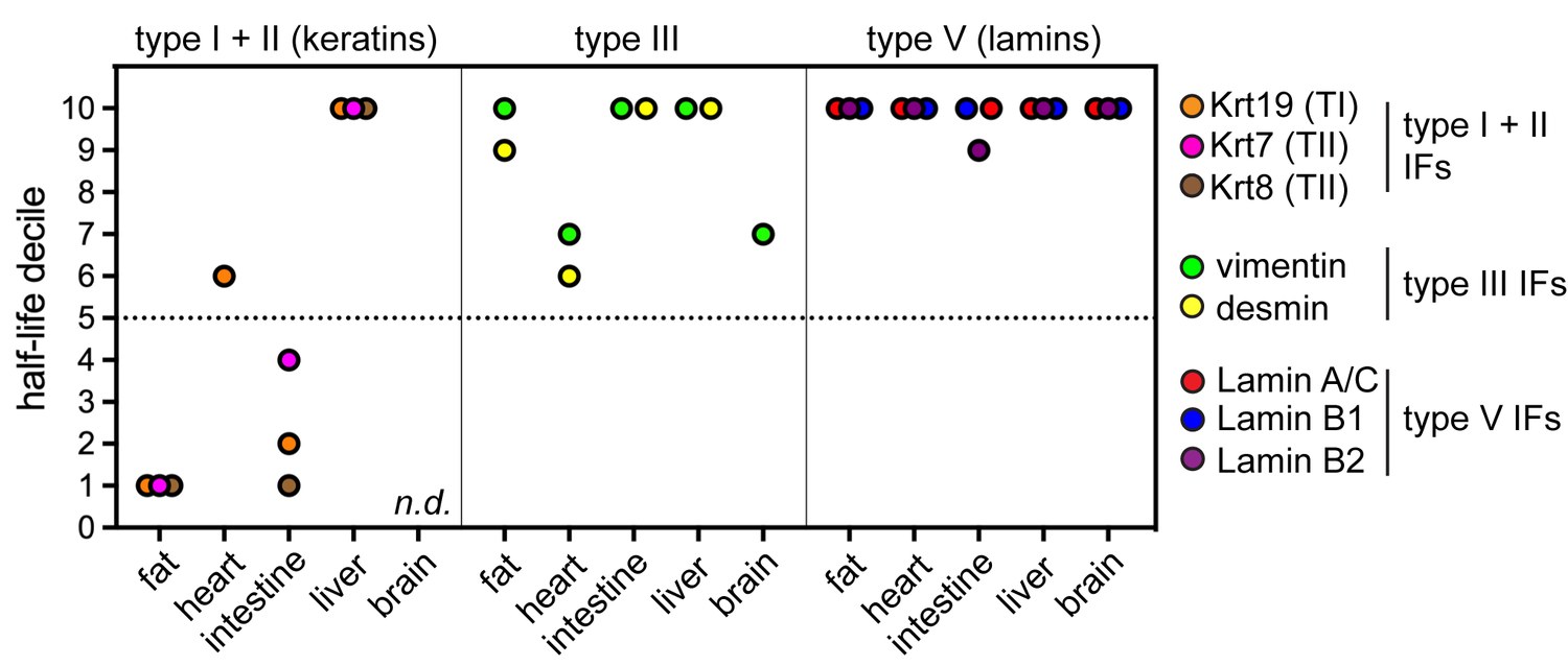 Dot plot of intermediate filament protein half-life deciles across mouse tissues, showing the lamins among the longest-lived proteins.